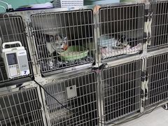 -仁仁嘉嘉宠物医院·骨外科中心·髋关节置换(北仑分院)