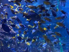 -海合安青岛极地海洋公园