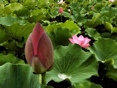 -石家庄市植物园