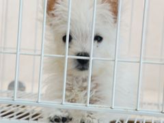 -翊宠yipet猫狗购宠庄园犬舍•猫舍