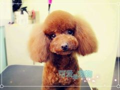 android_upload_pic-可爱是宠物(容辰庄园店)