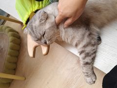 -猫咪派对(江南西店)