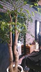 android_upload_pic-P.STYLE 派斯造型