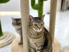 -喵园·猫主题咖啡厅·撸猫·猫咖(国贸店)