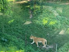 -深圳野生动物园