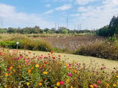 -上海长兴岛郊野公园