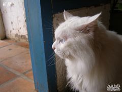 -Babycat私家御饼屋(龙头路一店)