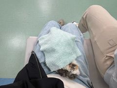 -北京观赏动物医院·24小时大型综合·猫专科·异宠专科