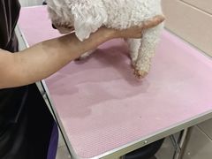 -北京观赏动物医院·24小时大型综合·猫专科·异宠专科