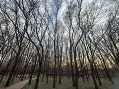 -将府公园