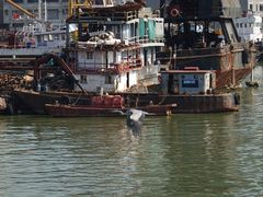 -澳门环岛游湾仔码头