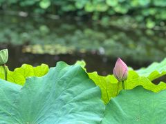 -陈家山荷花公园