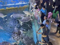 -烟台海昌鲸鲨海洋公园