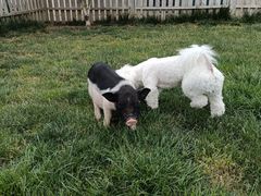 -趣玩宠物乐园寄养训犬训狗游泳池