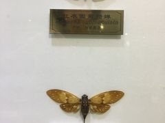 -上海昆虫博物馆