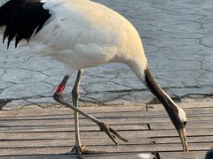 -盐城丹顶鹤湿地生态旅游区
