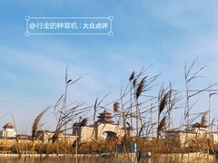 -莲花池公园