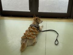 -瑞鹏宠物医院·宠保定点·心脏科·内科(御桥分院)