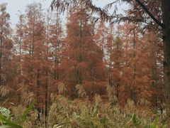 -白鹭湾湿地公园