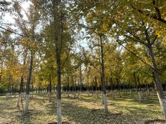 -永定河休闲森林公园