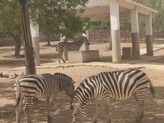 -石家庄市动物园