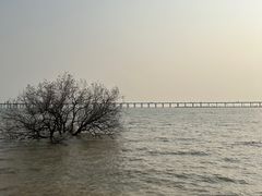 -宝安西湾红树林湿地公园