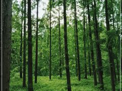 -黄海国家森林公园