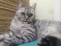 -达爱动物医院·犬猫分区·CT·复杂眼科(远洋山水分院)