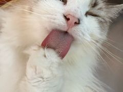 -豆逗聊愈猫阁Easy Life