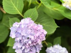 -静安公园(静安寺街道)