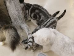 -共舞时光猫咖·狗咖(新街口店)