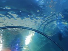 -涛·海底餐厅·美人鱼·自助餐·海底隧道(三亚海棠湾洲际度假酒店)