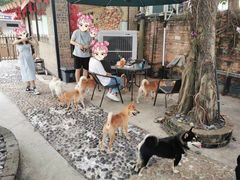 -柴犬高等学院·狗咖·柴犬售卖·宠物训练