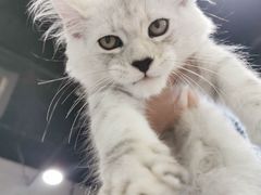 -十年猫舍·猫咪专门店(普陀店)