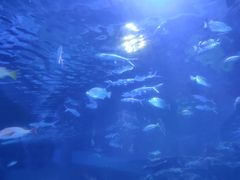 -太平洋海底世界