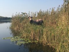 -溱湖国家湿地公园