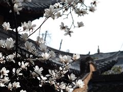 -龙华寺