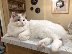 万恶的奶泡-滚猫咖啡·猫咖·猫友好撸猫(未来城店)