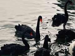 -五缘湾湿地公园