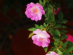 -北京石刻艺术博物馆(五塔寺)