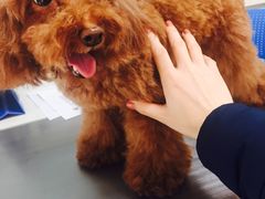 -瑞派·关忠动物医院·猫专科·犬专科(三环新城店)