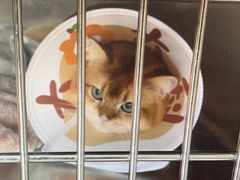 -艾贝尔宠物医院·24H转诊中心·肿瘤猫专科(江宁双龙店)