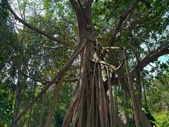 -中国科学院西双版纳热带植物园
