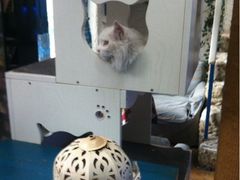 iphone_upload_pic-Sirena海妖日咖夜酒