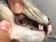 -PETKIT小佩宠物(古北店)