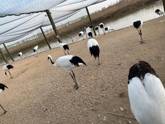 -盐城丹顶鹤湿地生态旅游区