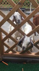 -萌宠亲子动物乐园(槐房万达店)