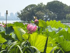 -金鸡湖桃花岛