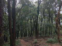 -黄埔油麻山森林公园