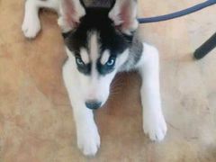 -翊宠yipet猫狗购宠庄园犬舍•猫舍